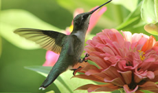 How to attract hummingbirds to your home landscape