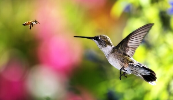 Фото: Птица колибри