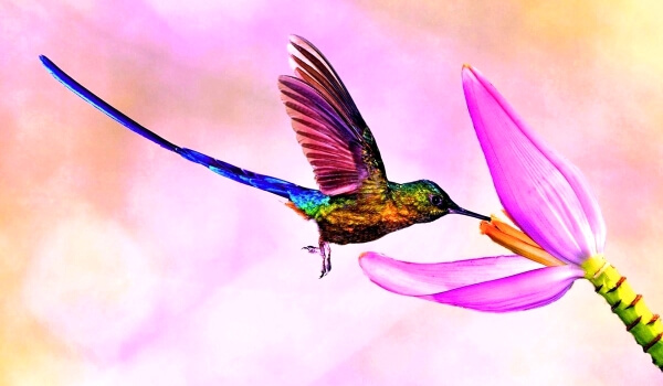 Фото: Маленькая птичка колибри
