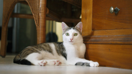  California cat killer sentenced to 16 years in prison for 21 feline deaths